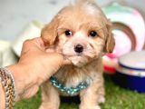 Orjinal Anne Babadan Maltipoo Yavrular