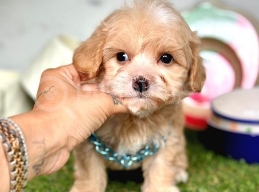 Orjinal Anne Babadan Maltipoo Yavrular görsel