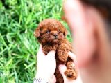 Ayi Surat Sevi̇mli̇ Toy Poodle Yavrular