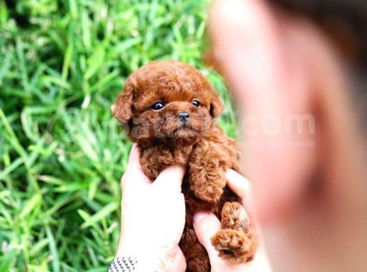 Ayi Surat Sevi̇mli̇ Toy Poodle Yavrular görsel