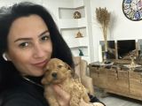 Maltipoo Yavrularım Sağlık Be Irk Garantili