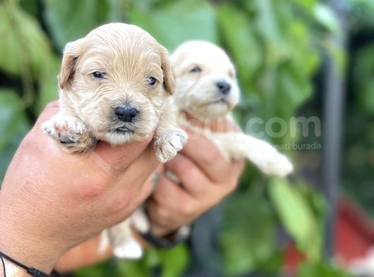 Maltipoo Yavrularım Sağlık Be Irk Garantili görsel