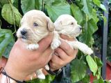 Maltipoo Yavrularım Sağlık Be Irk Garantili