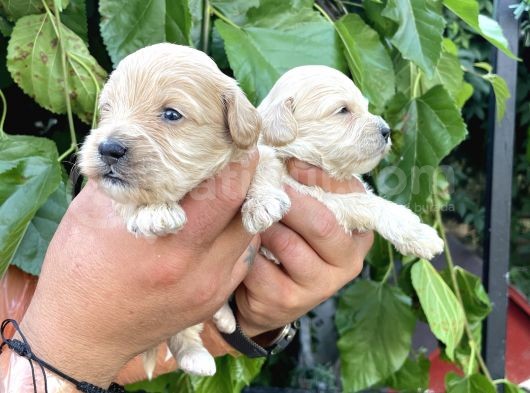 Maltipoo Yavrularım Sağlık Be Irk Garantili görsel