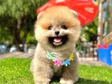 ayıcık surat pomeranian yavrular