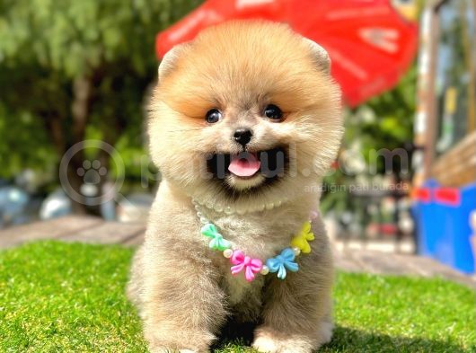 Ayıcık Surat Pomeranian Yavrular