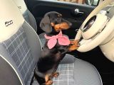 Ev Üretimi Safkan Dachshund Yavrularımız