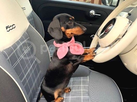 Ev Üretimi Safkan Dachshund Yavrularımız görsel
