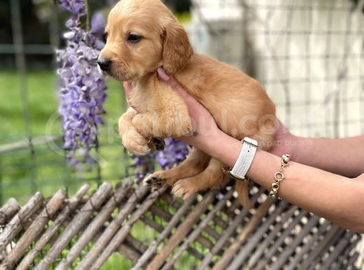 Golden Retriver Yavrulatım Sağlık Ve Irk Harantilidr görsel