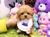 Kali̇tesi̇ Tartişilmaz Düzeydeki̇ Toy Poodle Bebekler