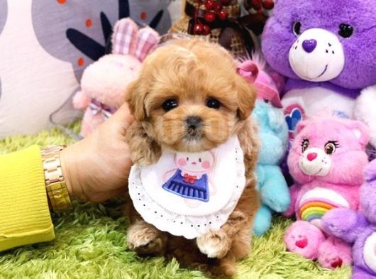 Kali̇tesi̇ Tartişilmaz Düzeydeki̇ Toy Poodle Bebekler