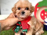 Güzel Yüzlü Maltipoo Bebeklerimiz