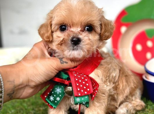 Güzel Yüzlü Maltipoo Bebeklerimiz görsel
