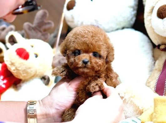 Red Brown Toy Poodle Yavrularımız görsel