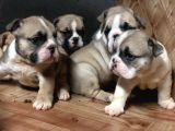 Ev Üretimi Safkan İngiliz Buldogg Yavrularımız