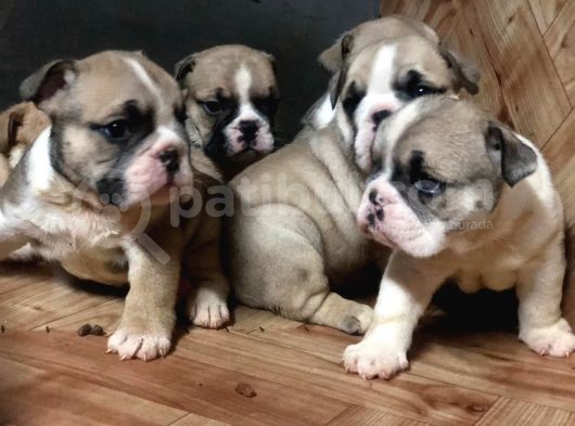 Ev Üretimi Safkan İngiliz Buldogg Yavrularımız görsel