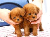 Süper Kali̇tedeki̇ Kore Kani Toy Poodle Bebeklerimiz