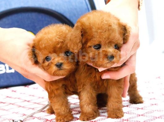Süper Kali̇tedeki̇ Kore Kani Toy Poodle Bebeklerimiz görsel