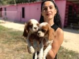 Cavalier Yavrularım Sağlık Ve Irk Garantilidir