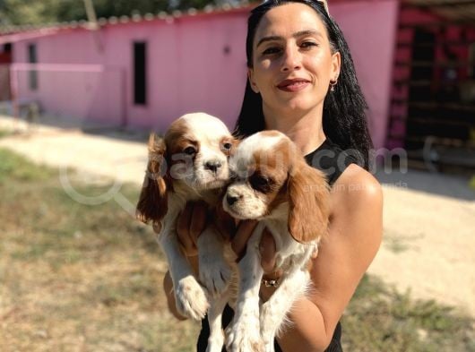 Cavalier Yavrularım Sağlık Ve Irk Garantilidir görsel