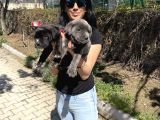 Cane Corso Blue Ve Siyah Yavrularım Sğlık Ve Irk Garantilidir