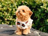 Kore Kani Oyuncu Toy Poodle Yavrularim