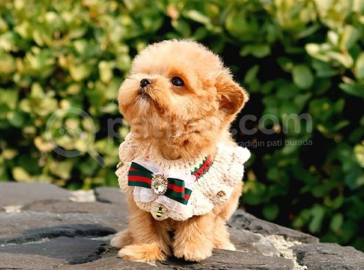 Kore Kani Oyuncu Toy Poodle Yavrularim görsel