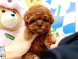 En İyi̇ Kore Kani Toy Poodle Yavrulari̇mi̇z