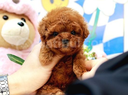 En İyi̇ Kore Kani Toy Poodle Yavrulari̇mi̇z görsel