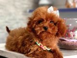 toy boy poodle bebeklerimiz
