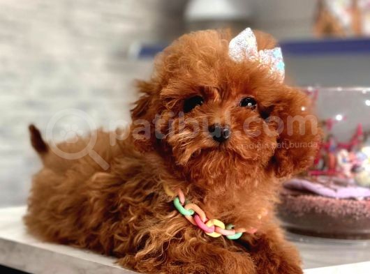 Toy Boy Poodle Bebeklerimiz
