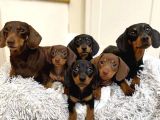 Ev Üretimi Safkan Dachshund Yavrularımız