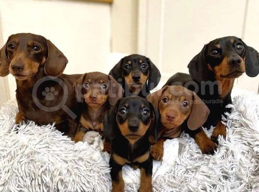 Ev Üretimi Safkan Dachshund Yavrularımız görsel