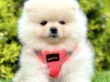 Safkan Pomerani̇an Boo Ori̇ji̇nal Yavrular