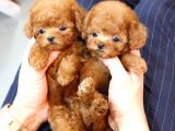 Süper Kali̇tedeki̇ Kore Kani Toy Poodle Bebeklerimiz