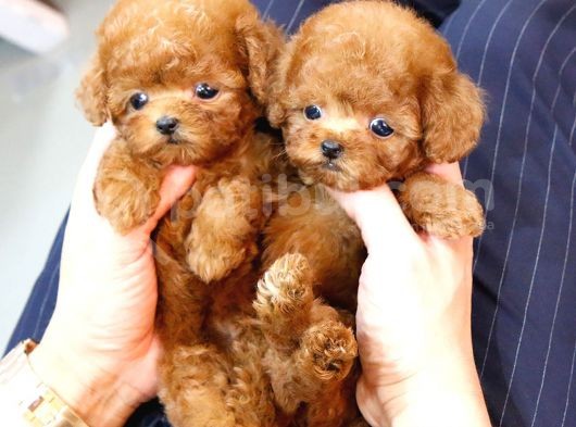 Süper Kali̇tedeki̇ Kore Kani Toy Poodle Bebeklerimiz görsel