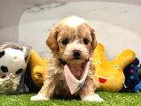 Maltipoo Ufacık Bebekler