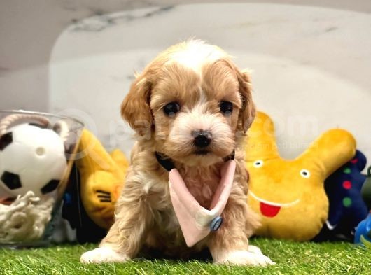 Maltipoo Ufacık Bebekler görsel