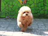 Safkan Toy Poodle Yavrularimiz