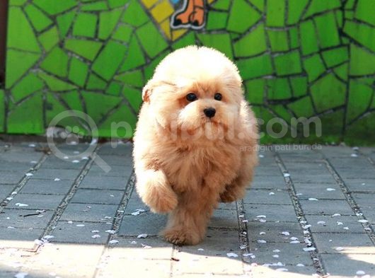 Safkan Toy Poodle Yavrularimiz görsel