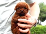Ayi Surat Sevi̇mli̇ Toy Poodle Yavrular