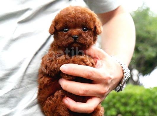 Ayi Surat Sevi̇mli̇ Toy Poodle Yavrular görsel