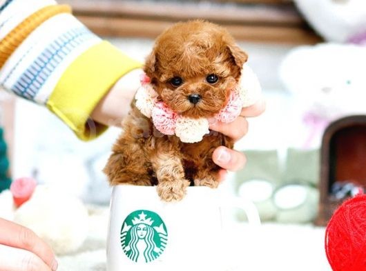 Sevgi̇ Dolu Toy Poodle Yavrularimiz görsel