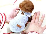 Mükemmel Kali̇tedeki̇ Toy Poodle Yavrularim