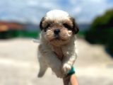 Küçük shihtzu
