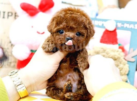 Show Kali̇te Red Brown Toy Poodle Bebekleri̇m görsel