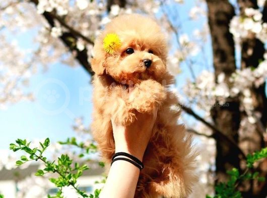 Safkan Toy Poodle Yavrularimiz görsel