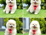 Show Kalite Pomeranian Boo Yavrular