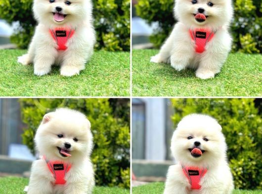 Show Kalite Pomeranian Boo Yavrular