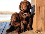 Show Güzelli̇kte Labrador Retriever Bebekler